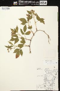 Rubus junceus image