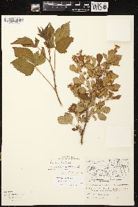 Rubus junceus image