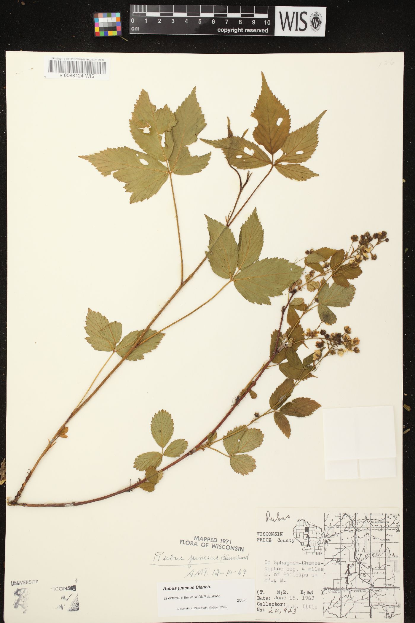 Rubus junceus image