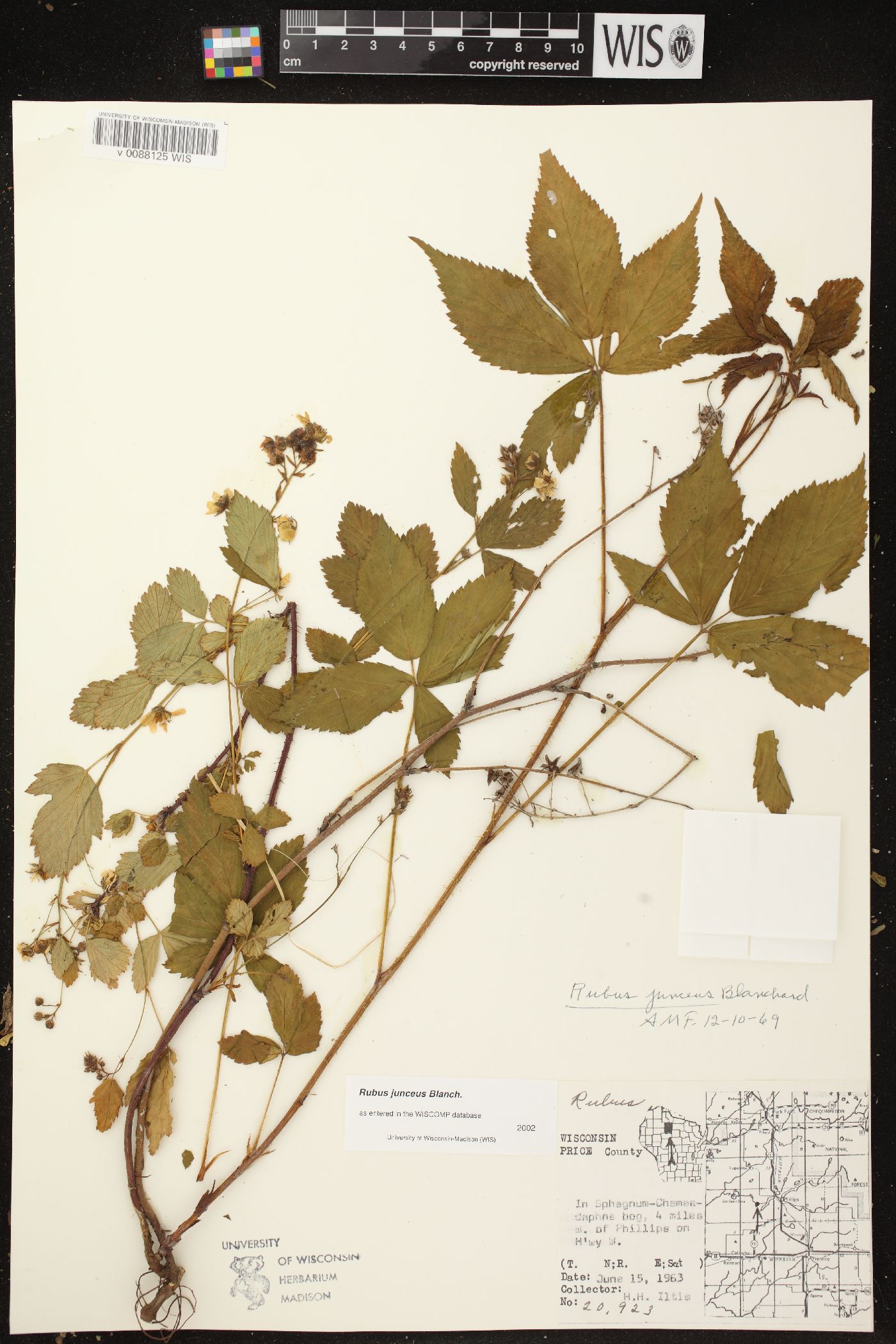 Rubus junceus image