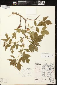 Rubus junceus image