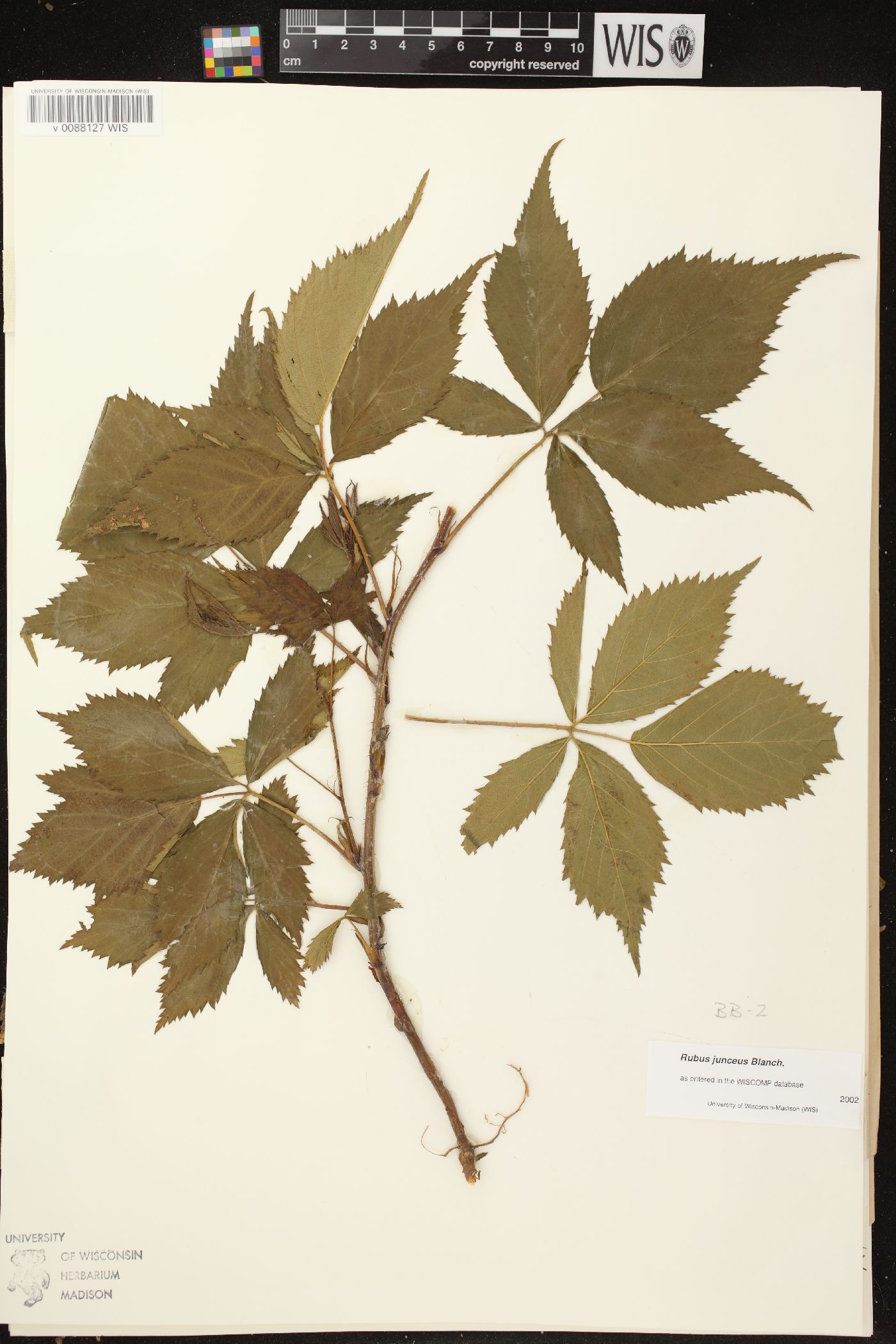 Rubus junceus image