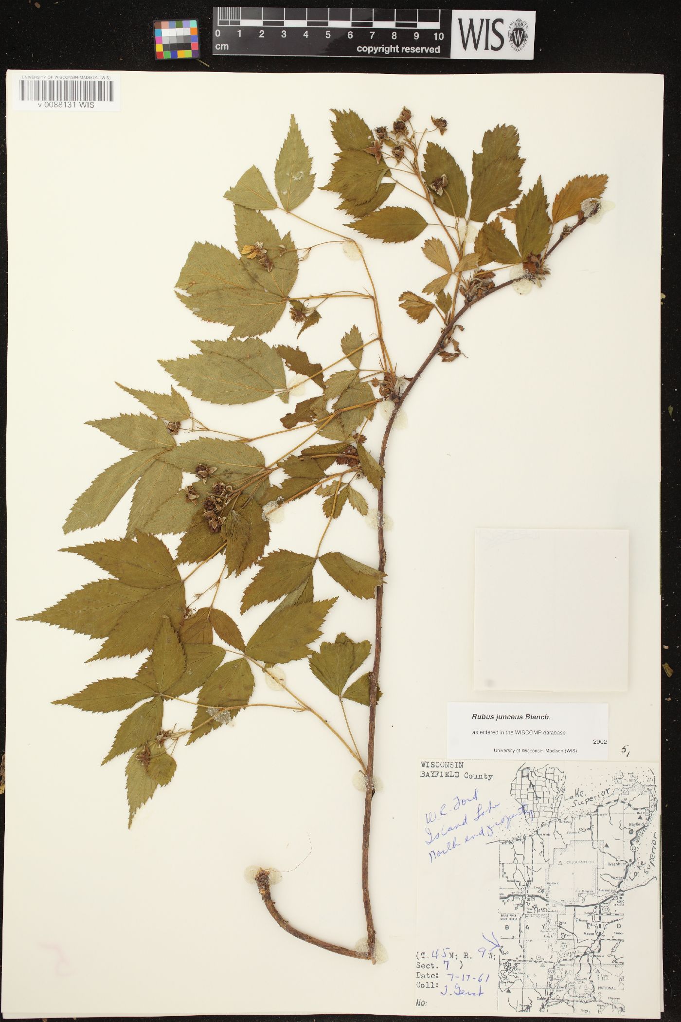 Rubus junceus image