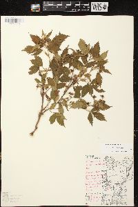 Rubus junceus image