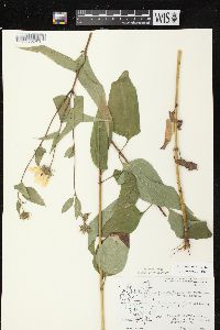 Helianthus decapetalus image