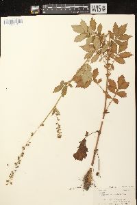 Agrimonia striata image