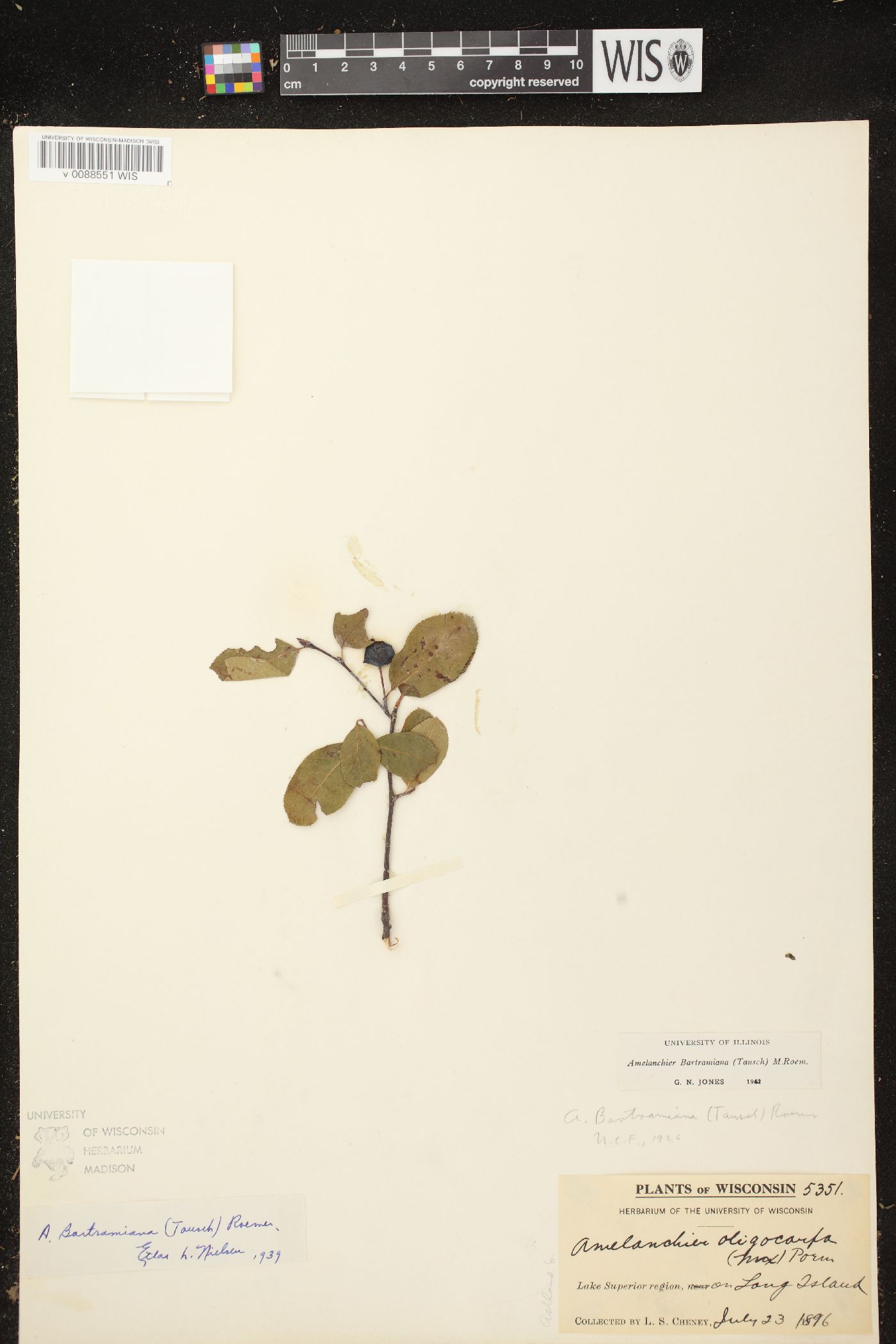 Amelanchier bartramiana image