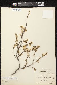 Amelanchier bartramiana image