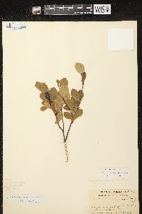 Amelanchier bartramiana image