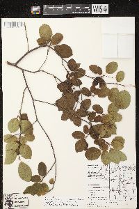 Amelanchier x neglecta image