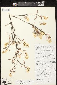 Amelanchier x neglecta image
