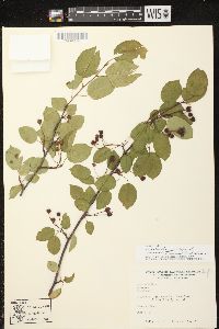 Amelanchier x neglecta image