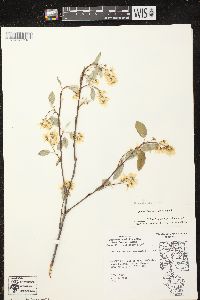 Amelanchier sanguinea image