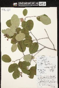 Amelanchier canadensis image