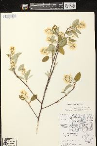 Amelanchier sanguinea image