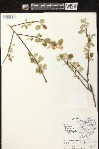 Amelanchier sanguinea image