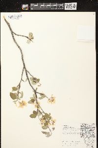 Amelanchier sanguinea image