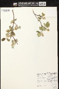 Amelanchier sanguinea image