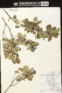 Amelanchier sanguinea image