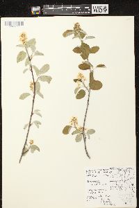 Amelanchier sanguinea image