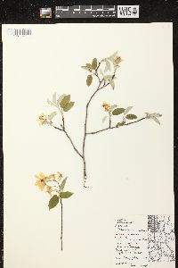 Amelanchier sanguinea image