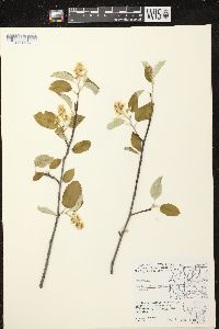 Amelanchier sanguinea var. sanguinea image