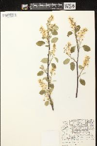 Amelanchier sanguinea image