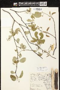 Amelanchier sanguinea image