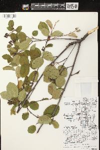 Amelanchier sanguinea image