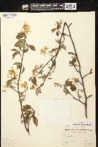 Amelanchier interior image