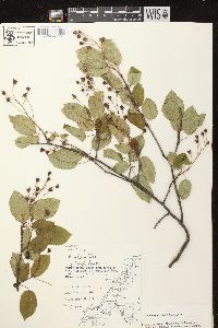 Amelanchier laevis image