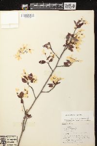 Amelanchier laevis image