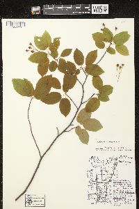 Amelanchier laevis image