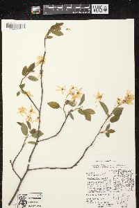 Amelanchier laevis image