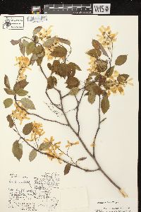 Amelanchier laevis image