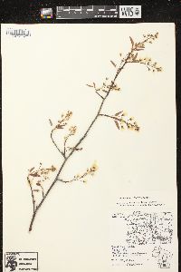 Amelanchier laevis image