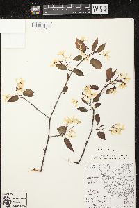 Amelanchier laevis image