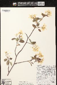 Amelanchier laevis image