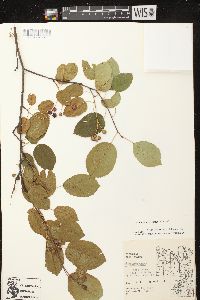 Amelanchier laevis image