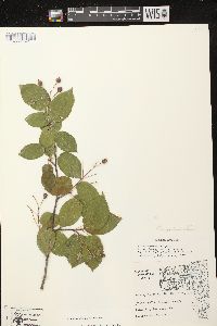 Amelanchier laevis image