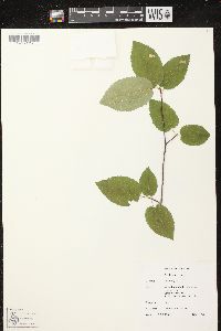 Amelanchier laevis image