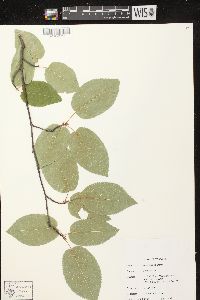 Amelanchier laevis image