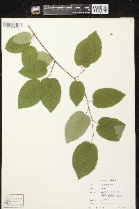 Amelanchier laevis image