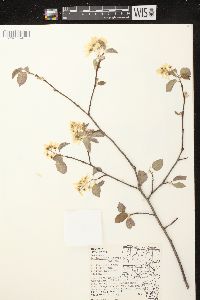 Amelanchier laevis image