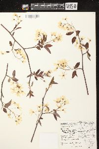 Amelanchier laevis image