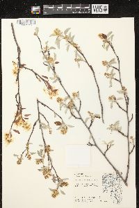 Amelanchier laevis image