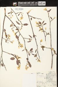 Amelanchier laevis image