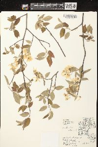 Amelanchier laevis image