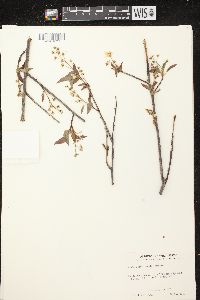 Amelanchier laevis image