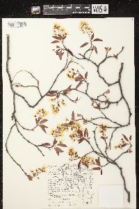 Amelanchier laevis image